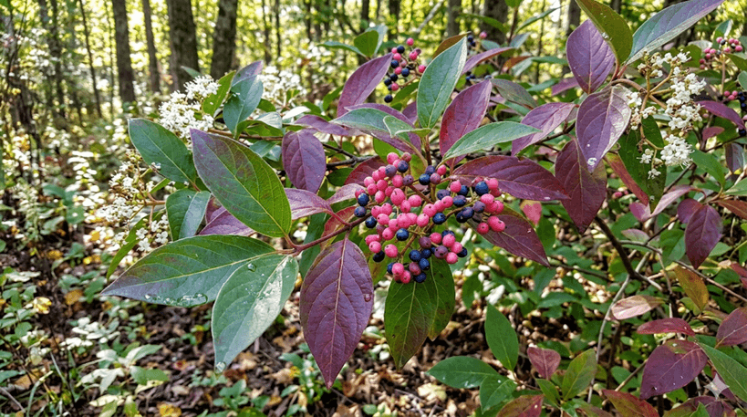 Wild Raisin (Witherod)